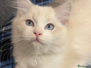 Ragdoll cats 🌟 Stunning TICA Ragdoll Kittens – Ready Now! - Advert 13