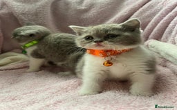 British Shorthair cats for sale: Meet Our 4 Little British Shorthair Ladies - Image 2