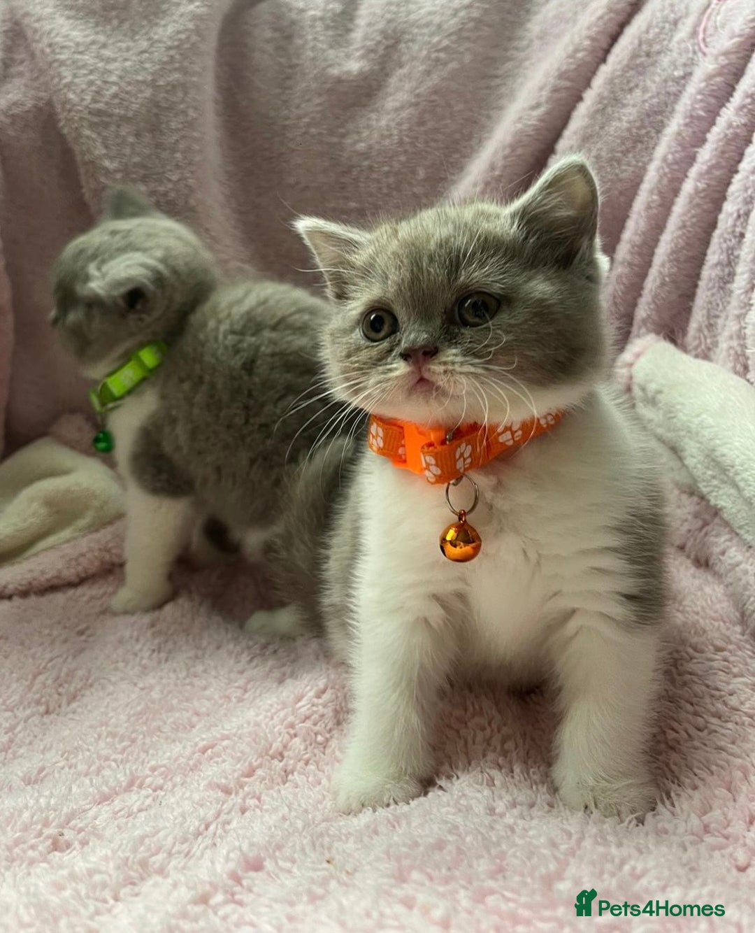 British Shorthair cats for sale: Meet Our 4 Little British Shorthair Ladies - Image 2
