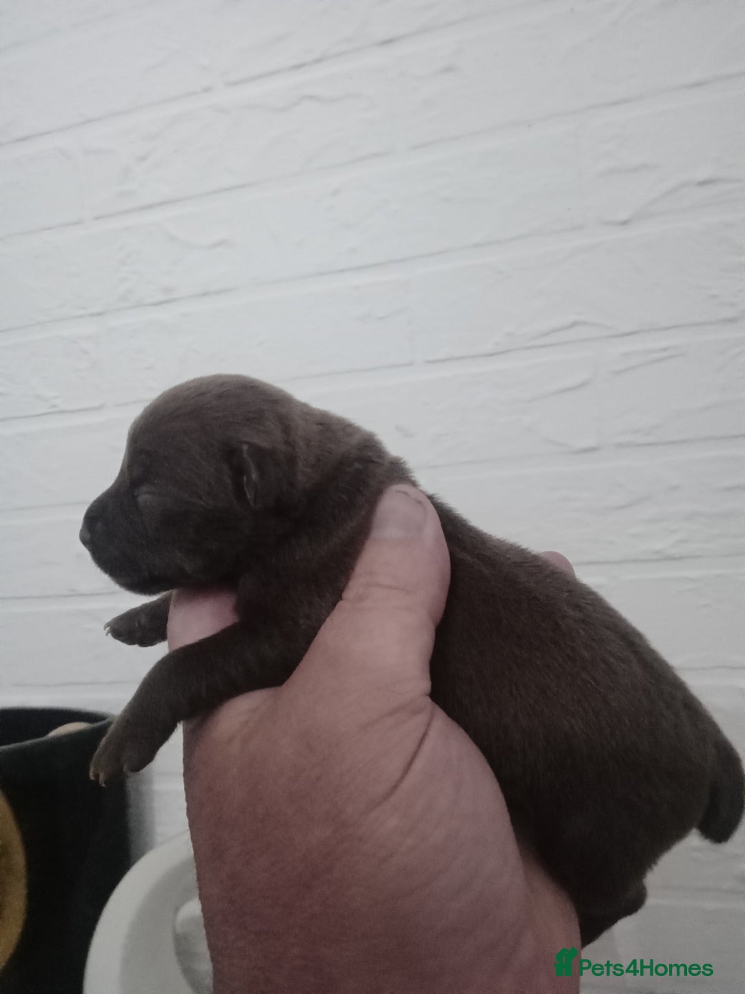 Patterdale Terrier dogs for sale: Patterdale pups for sale ready now - Image 38