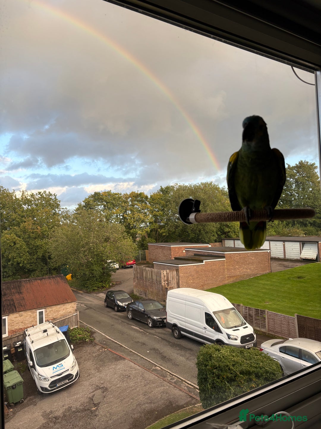 Parrots birds for sale: Bluey Blue fronted parrot - Advert 4