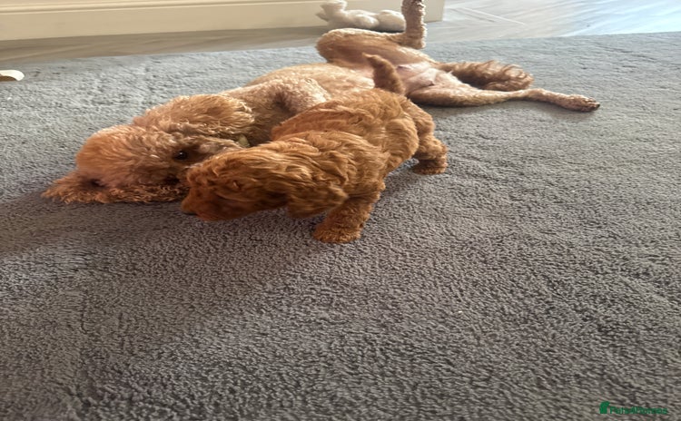 Toy Poodle dogs - Advert 11