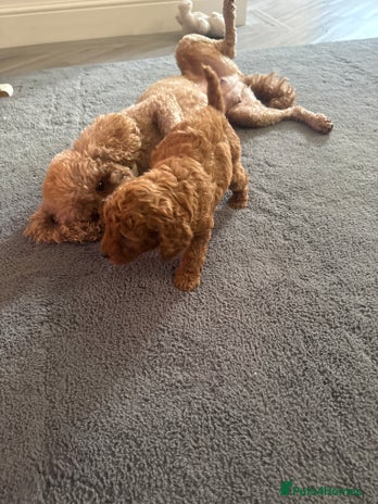 Toy Poodle dogs - Advert 4
