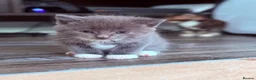 Mixed Breed cats for sale: Cute Kittens Ready for Loving Homes - Advert 21