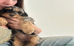 Cavapoo dogs for sale: Rare colour - stunning F1b Cavapoo  - Image 7