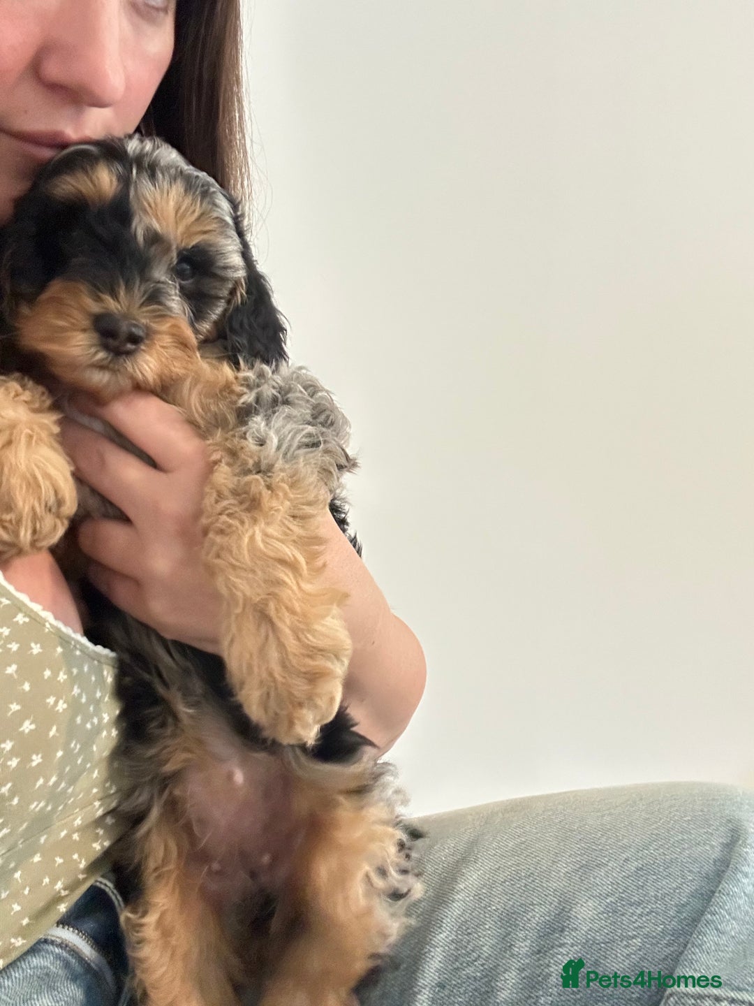 Cavapoo dogs for sale: Rare colour - stunning F1b Cavapoo  - Image 7