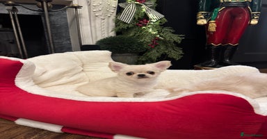 Chihuahua dogs Chihuahua puppies 2 boys 1 girl, KC Reg READY NOW  - Advert 12