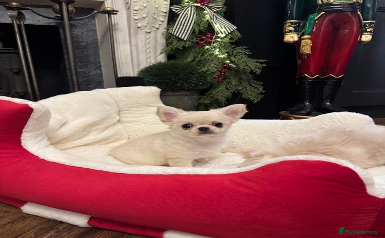 Chihuahua dogs Chihuahua puppies 1 boy 1 girl READY NOW  - Advert 5