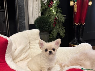 Chihuahua dogs Chihuahua puppies 1 boy 1 girl READY NOW - Advert 8