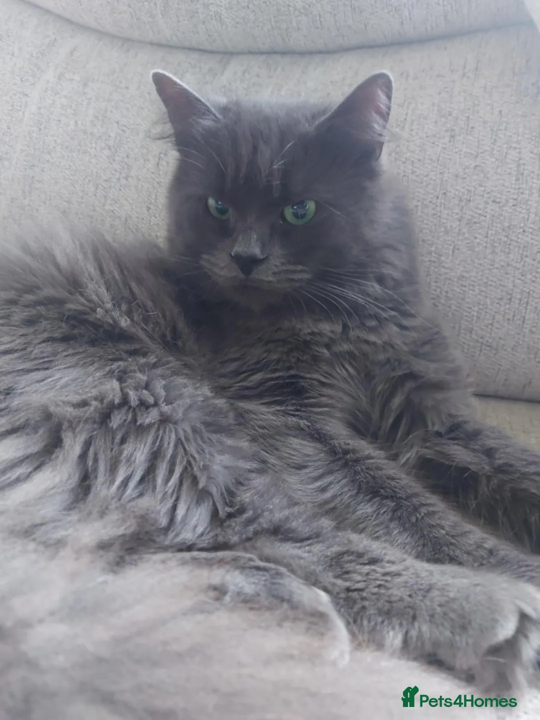 Ragcoon cats for sale: Ragcoon cat - Advert 1