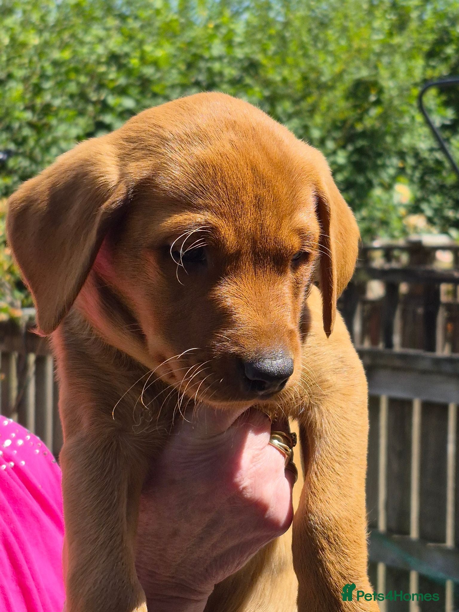 Labrador Retriever dogs Fox red labs for sale - Advert 2