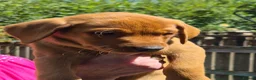 Labrador Retriever dogs for sale: Fox red labs for sale - Advert 2