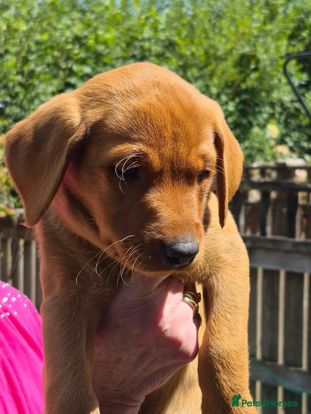 Labrador Retriever dogs for sale: Fox red labs for sale - Advert 2