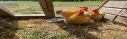 Chickens poultry for sale: Trio buff perkin bantams  - Advert 4