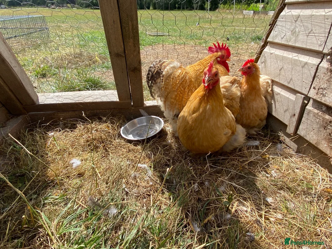 Chickens poultry for sale: Trio buff perkin bantams  - Advert 4