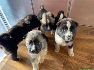 Akita dogs Stunning American Akita puppies (*LAST 2 LEFT*) - Advert 10