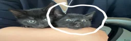 Mixed Breed cats for sale: Loving kittens black domestic  - Advert 3