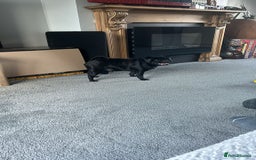 Pug dogs for sale: Loving, Cuddly Pug  - Image 8