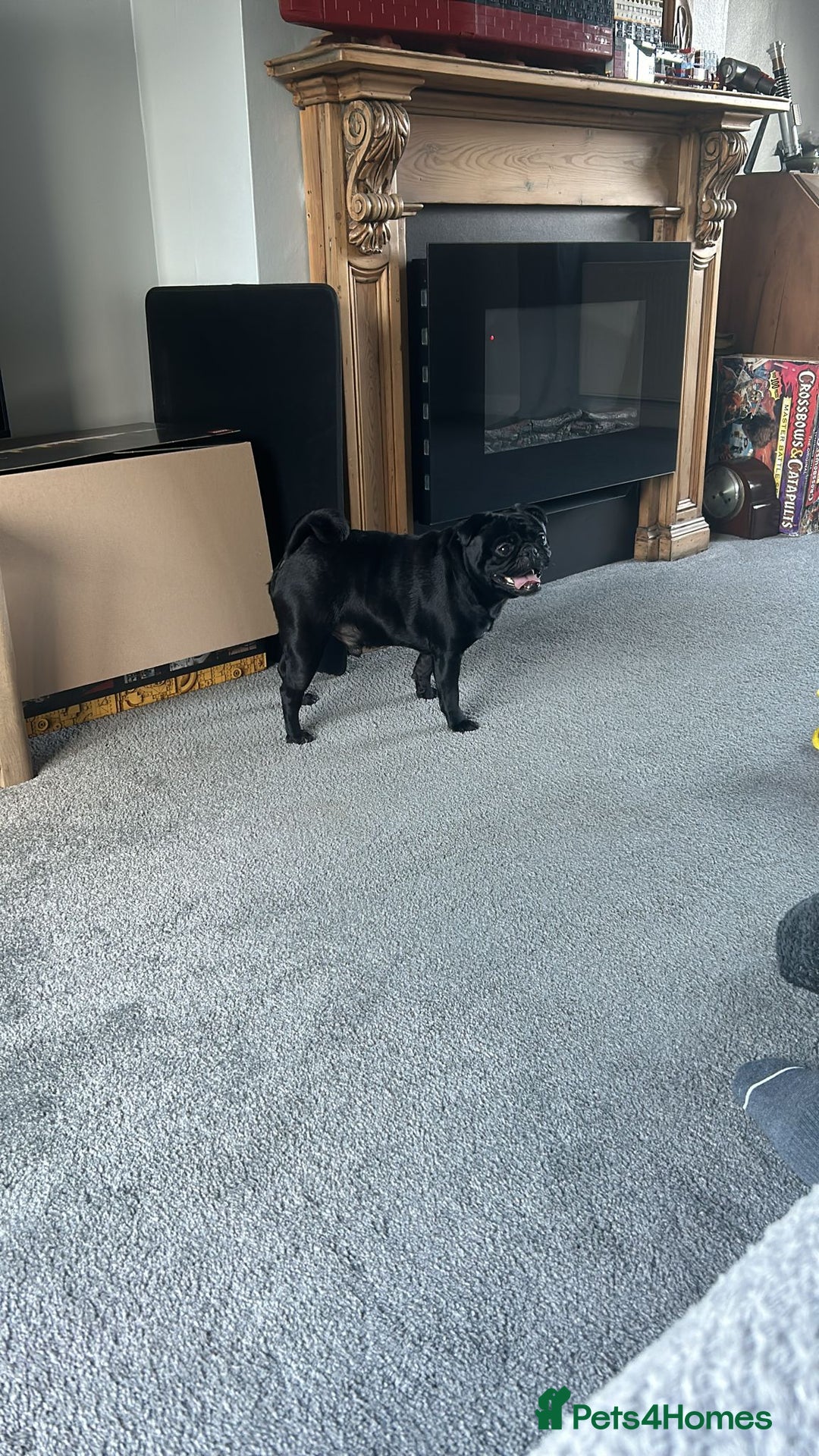 Pug dogs for sale: Loving, Cuddly Pug  - Image 8