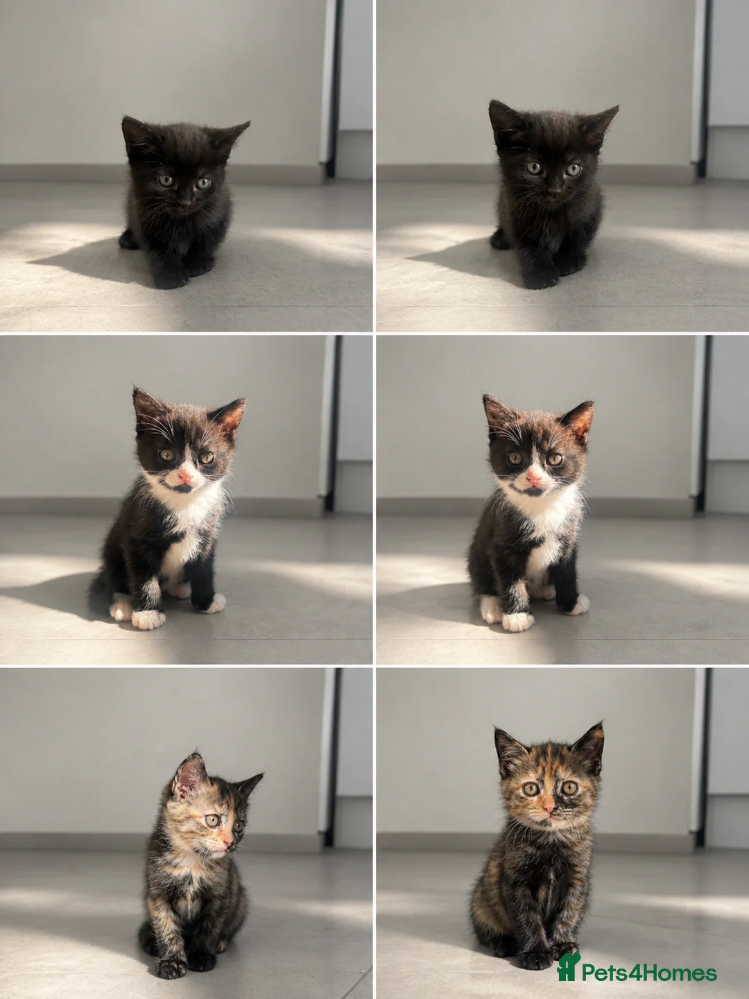 Domestic Shorthair cats for sale: 3 Adorable Female Kittens Ready Soon - Advert 9