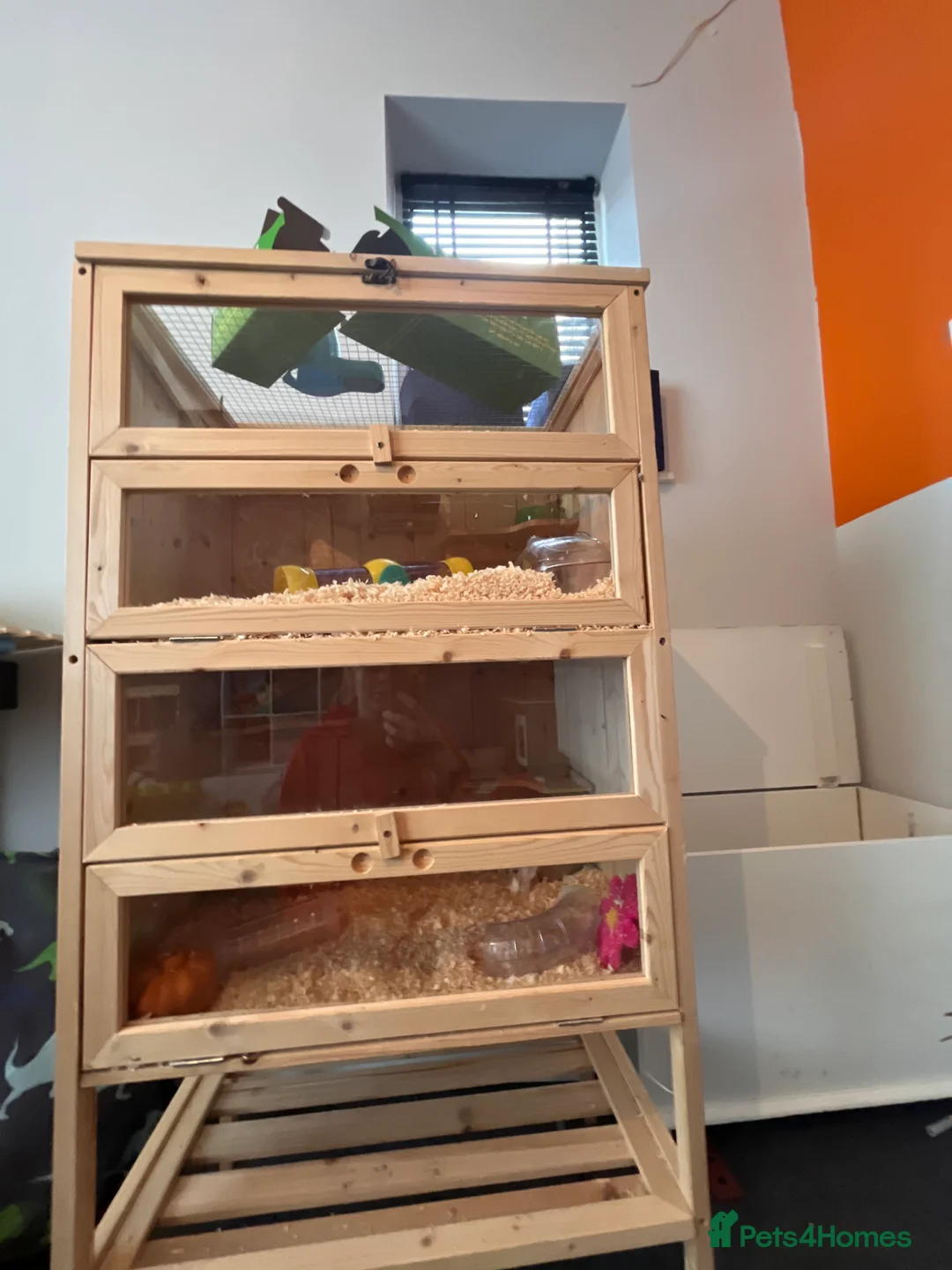 Hamster rodents for sale: Syrian Hamster  - Advert 5