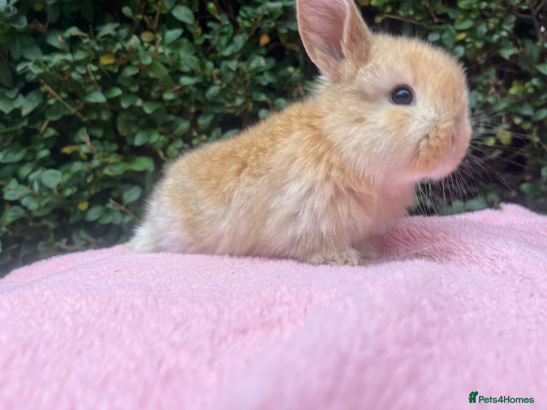 Mini Lop rabbits for sale: Mini lops and mini double maned lionheads  - Image 7
