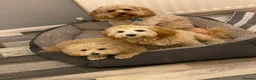 Mixed Breed dogs for sale: Cavapoochon 8 months  - Advert 2