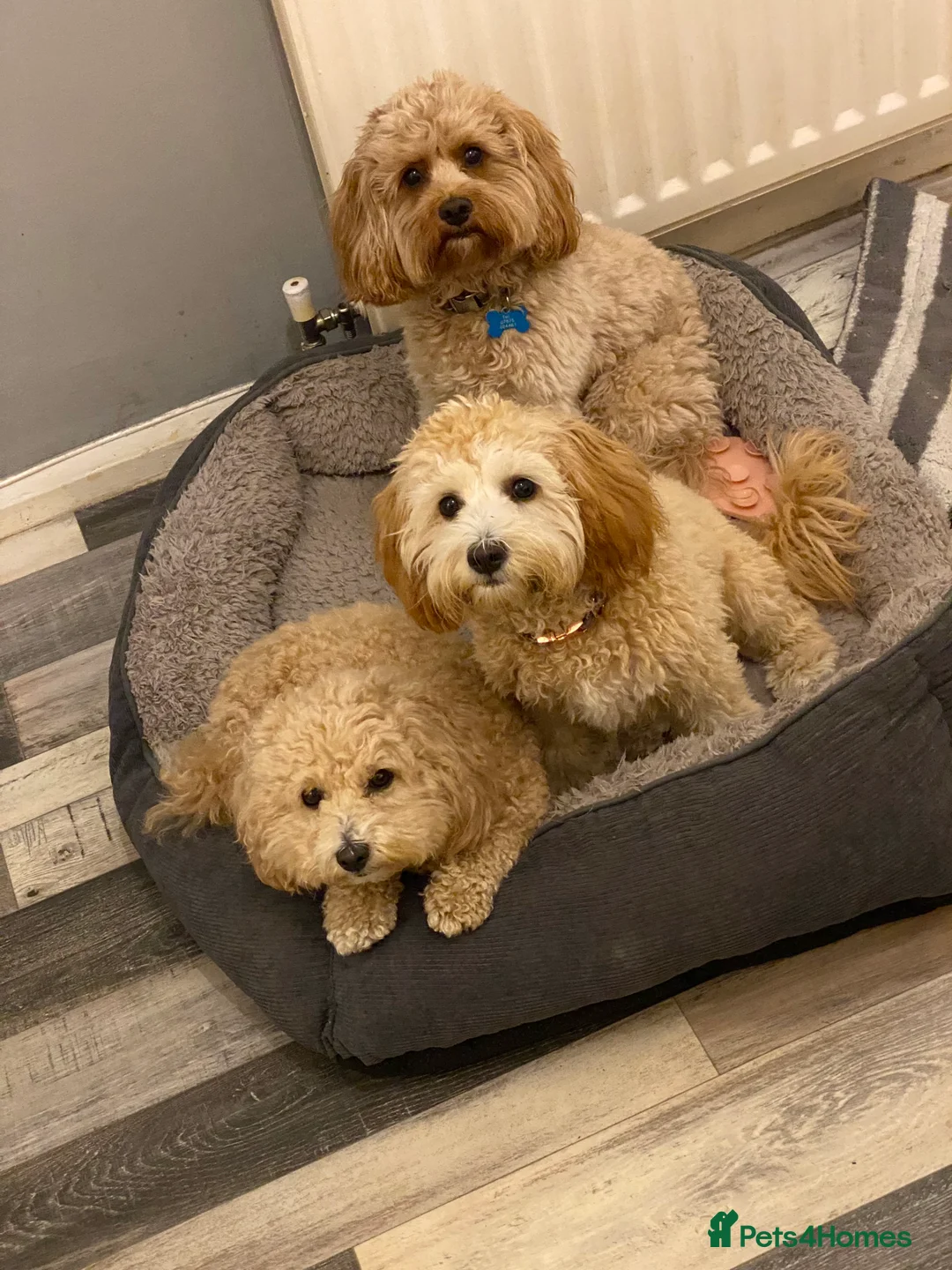 Mixed Breed dogs for sale: Cavapoochon 8 months  - Advert 2