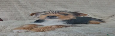 Yorkshire Terrier 3