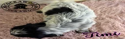 Cockapoo dogs for sale: 💖 EXCEPTIONAL F1 COCKAPOO PUPPIES 💖 - Advert 12