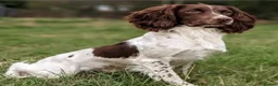 English Springer Spaniel dogs for sale: Championship bloodline bred dog pups in Loughborough - Advert 9
