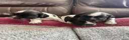 Cocker Spaniel dogs for sale: 3 Blue Roan Show Cockers - Advert 5