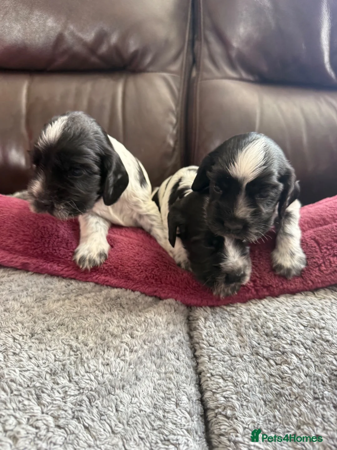Cocker Spaniel dogs for sale: 3 Blue Roan Show Cockers - Advert 5