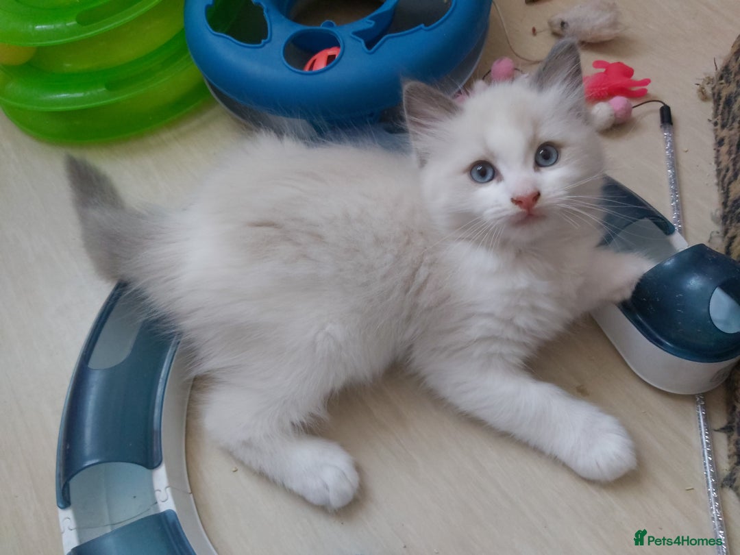 Ragdoll cats for sale: RAGDOLLS BOYS BLUE EYES VACCINATED MICROCHIPED  - Image 20