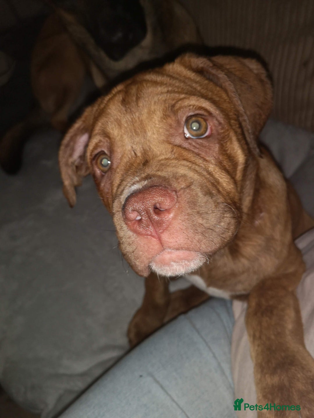 Mixed Breed dogs for sale: Unfortunate rehoming  - Advert 7