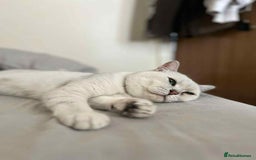 British Shorthair cats for sale: Last beautiful little British short haired boy  - Image 12