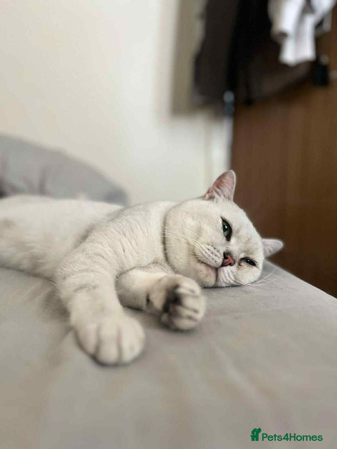 British Shorthair cats for sale: Last beautiful little British short haired boy  - Image 12