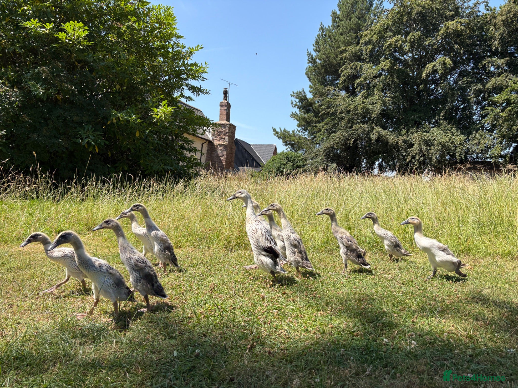 Ducks poultry 14 Indian Runner Duck Flock Looking for a New Home - Advert 2