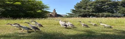 Ducks poultry for sale: 14 Indian Runner Duck Flock Looking for a New Home in Hereford - Advert 1