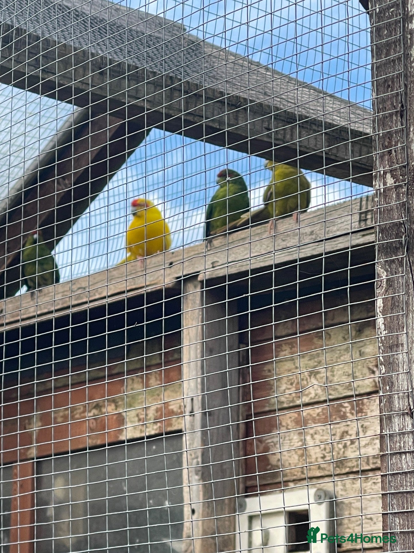 Mixed Breed birds Various colours of Kakariki for sale  - Advert 1