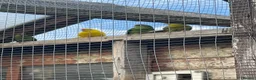 Mixed Breed birds for sale: Various colours of Kakariki for sale  - Advert 1