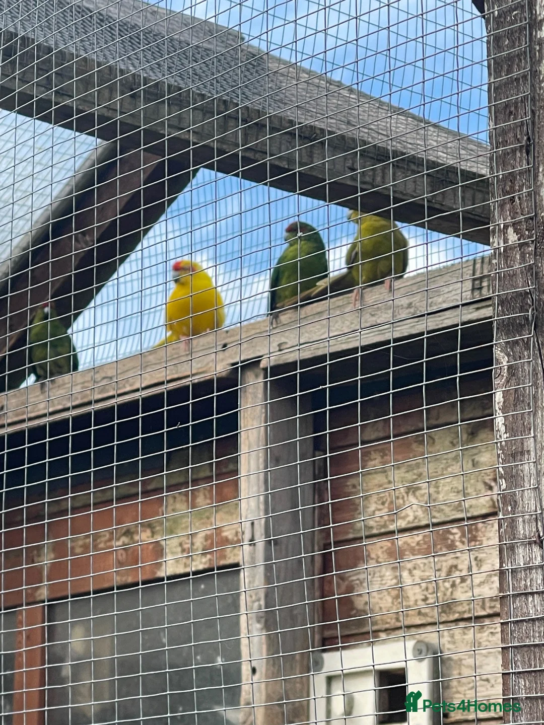 Mixed Breed birds for sale: Various colours of Kakariki for sale  - Advert 1