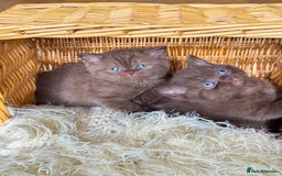 British Shorthair cats for sale: READY NOW GCCF REG CHUNKY CHOCOLATE  BS KITTENS  - Image 8