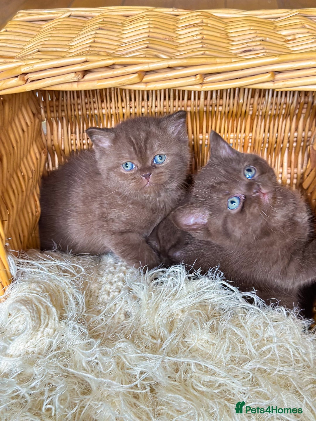 British Shorthair cats for sale: READY NOW GCCF REG CHUNKY CHOCOLATE  BS KITTENS  - Image 8