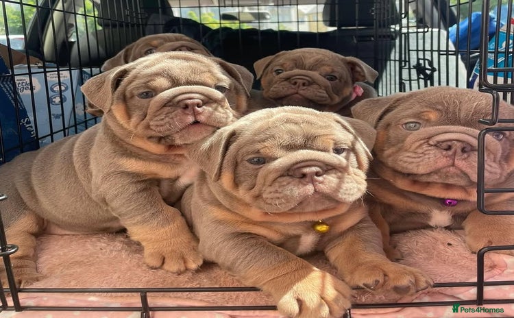 English Bulldog dogs - Advert 1