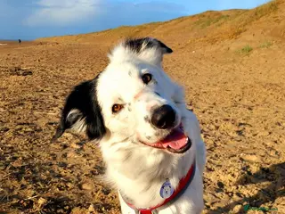Border Collie dogs Three year old rescue male border collie - Advert 3