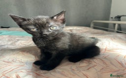 Ragdoll cats for sale: Ragdoll x Russian white kittens  - Image 2