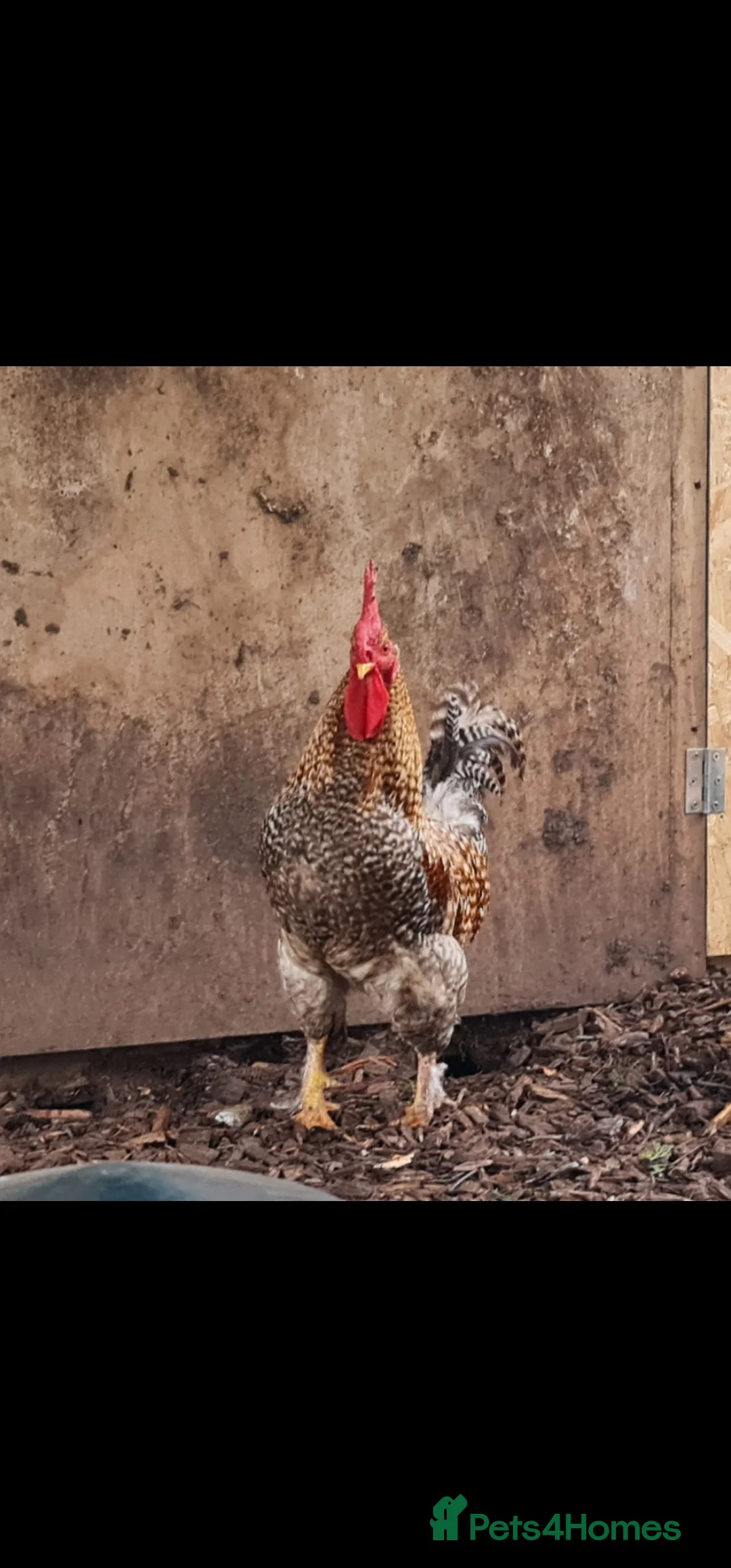 Mixed Breed poultry for sale: Two beautiful cockerels looking for new home. - Advert 2