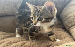 Mixed Breed cats for sale: Super friendly kittens ready now  - Image 5