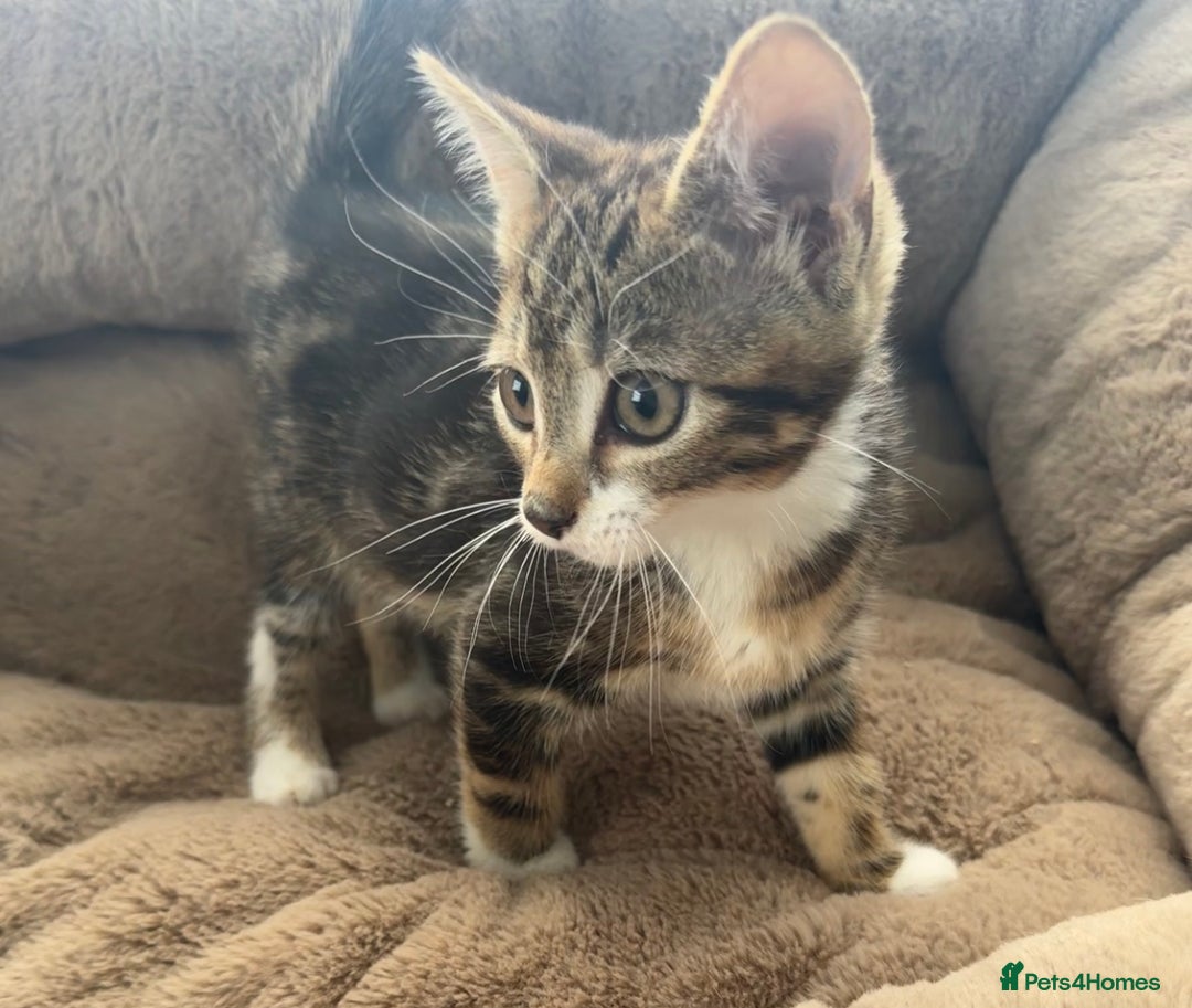 Mixed Breed cats for sale: Super friendly kittens ready now  - Image 5